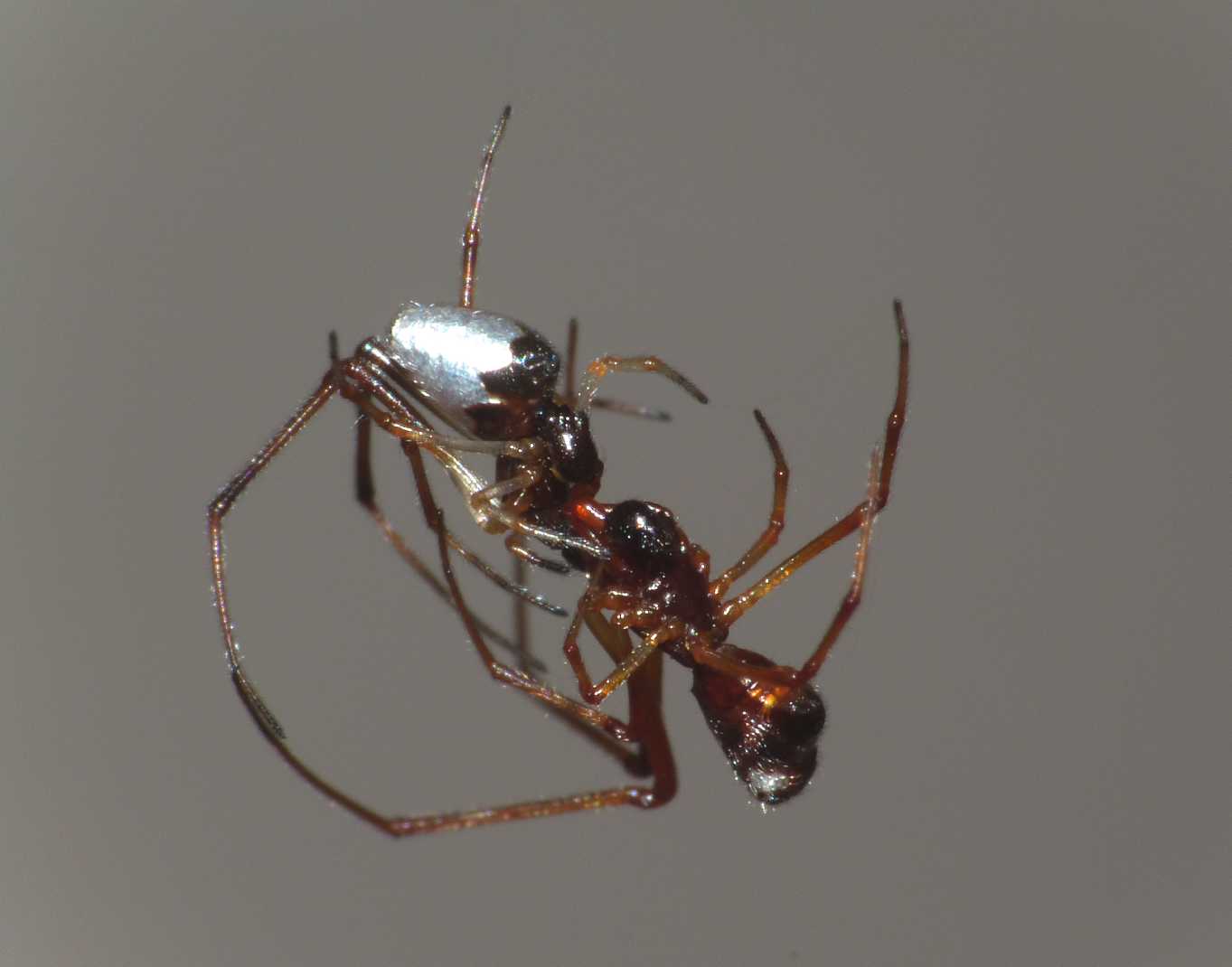 Gli astuti Argyrodes